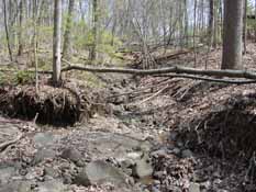 Figure 2. Confluence of East and Main Channels of Narrow Gauge Drain, 10 April 2010